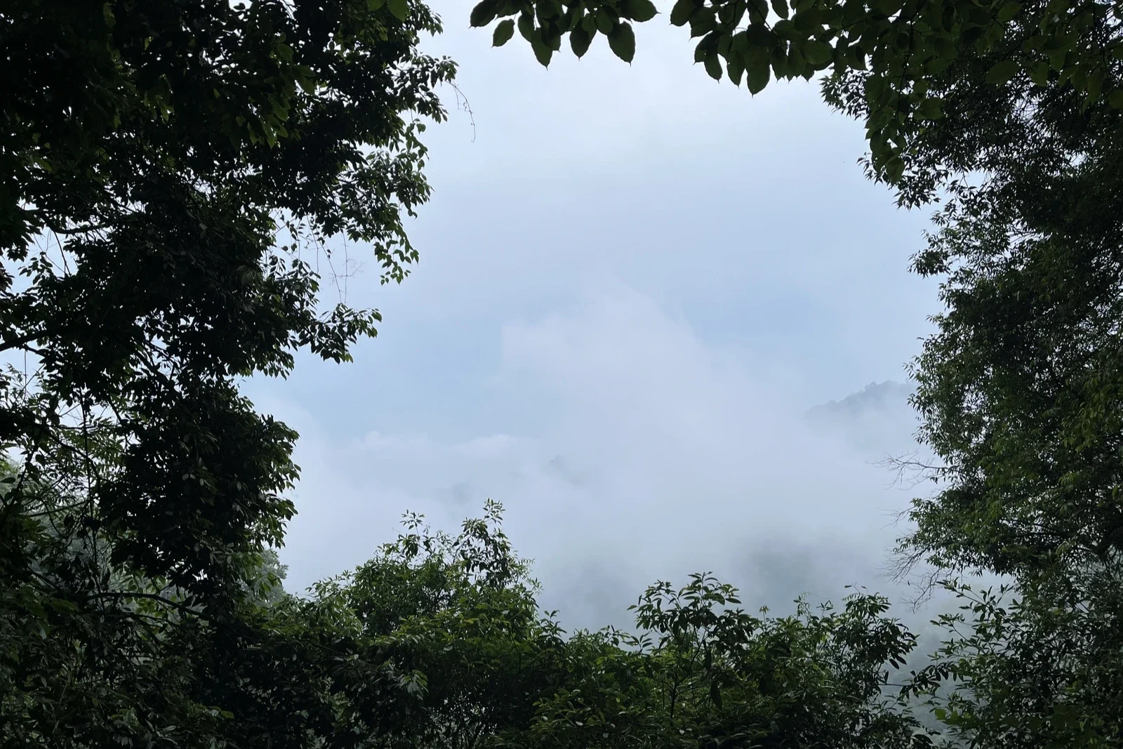 缓慢进化